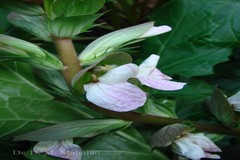 Acanthus mollis